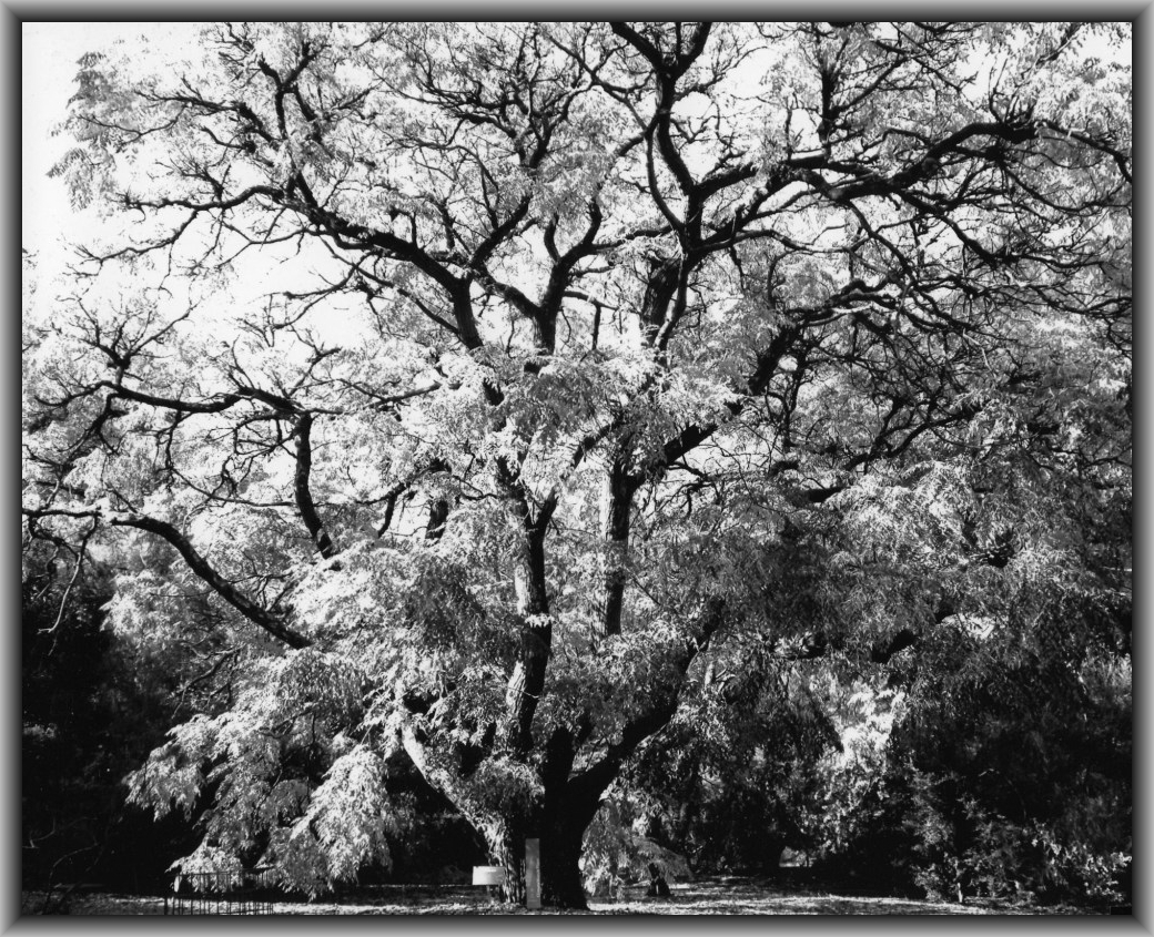 Commended: Mollika Mollik, Canberra HS "Before the Limelight Stole You"