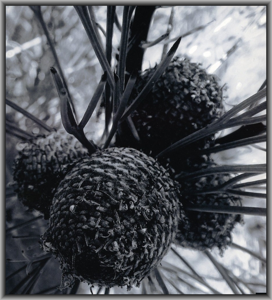 Commended: Jenny Lin, Canberra HS "The Winter Chestnut"