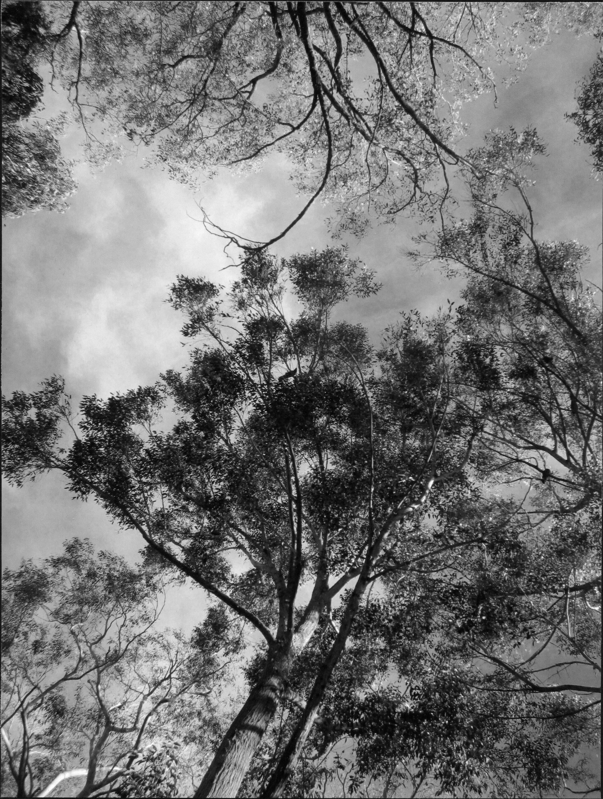 Commended High School - Black and White Shelby Castles, Canberra High School "Up"