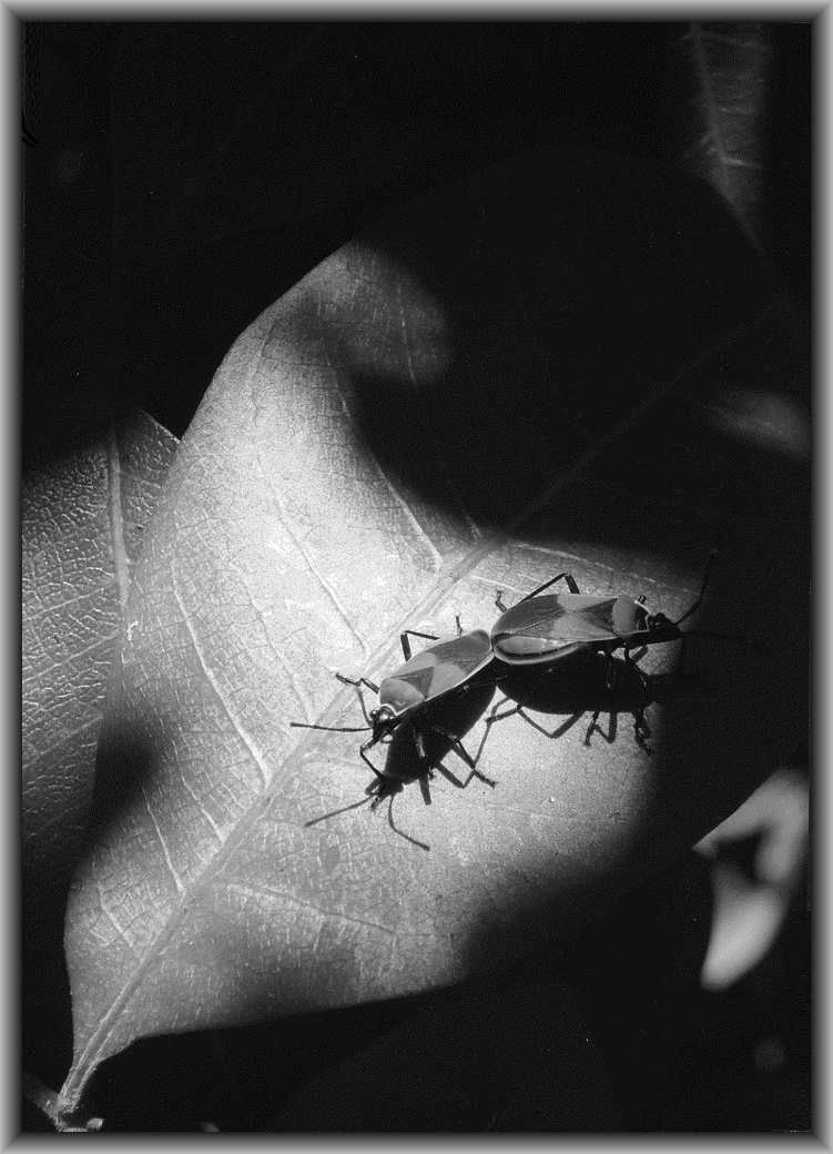 3rd Prize High school - Black & white Ineka Voigt, Canberra HS "Alone, Together"