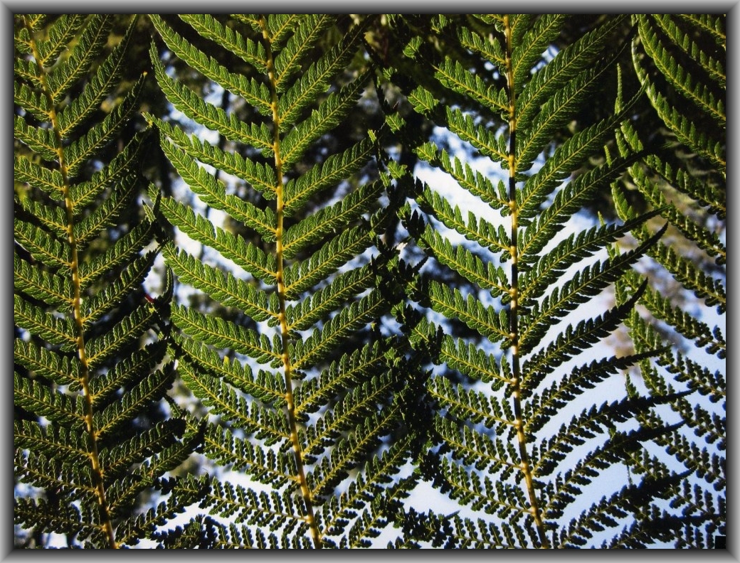 Second Prize: Alex Ophel, Canberra HS "Stratified"