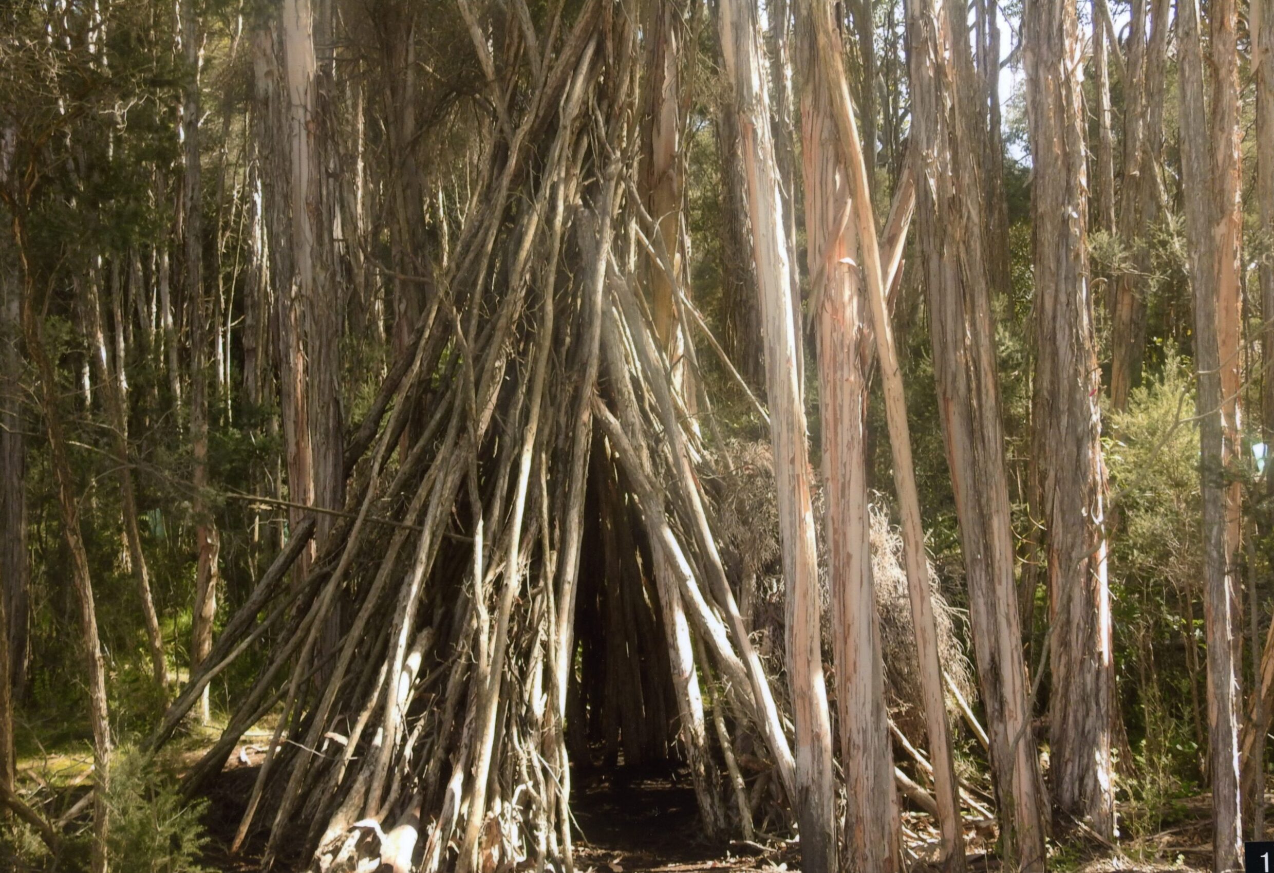 1st - Primary Colour House Made of Sticks Samuel Wagner, Aranda Primary