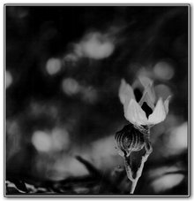 1st "From Open to Closed" Cassie Burrowes, Canberra College