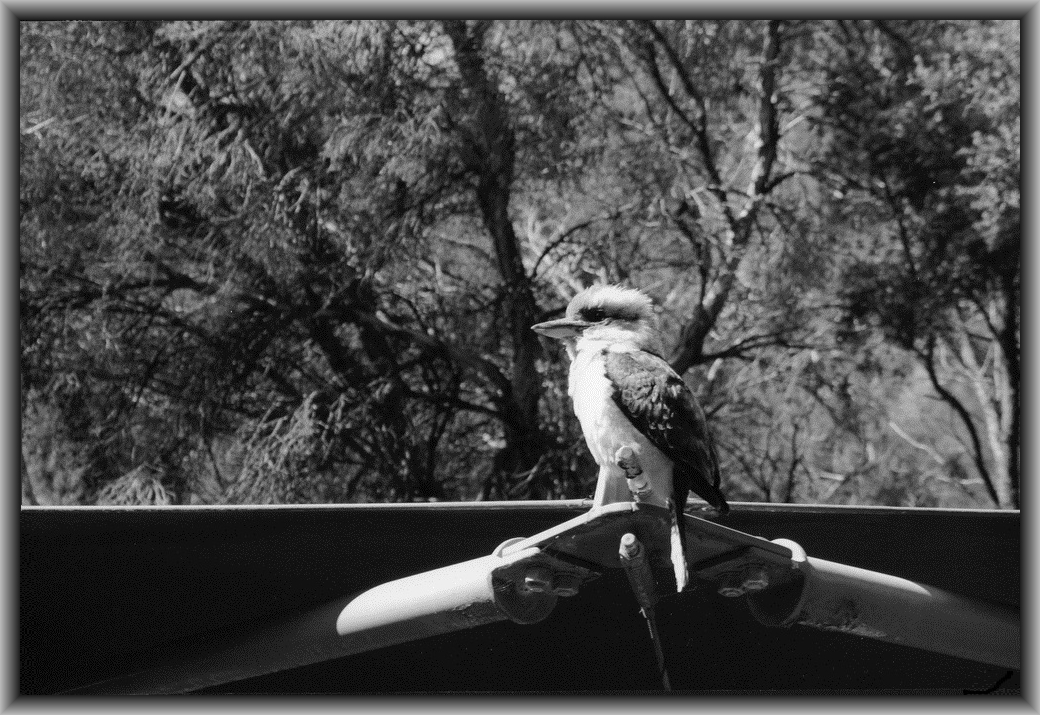 Commended High school - Black & white Claudia Saballa, Canberra HS "The King"