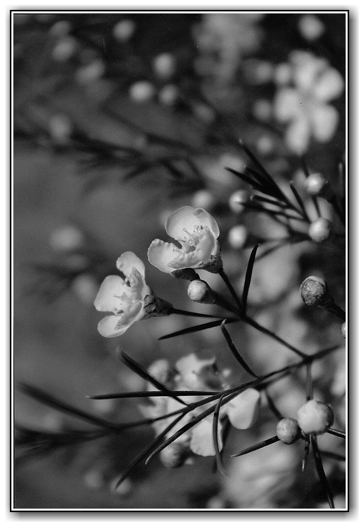 Commended College Black and White Harriet Slee, Canberra College "Look to the Sun"