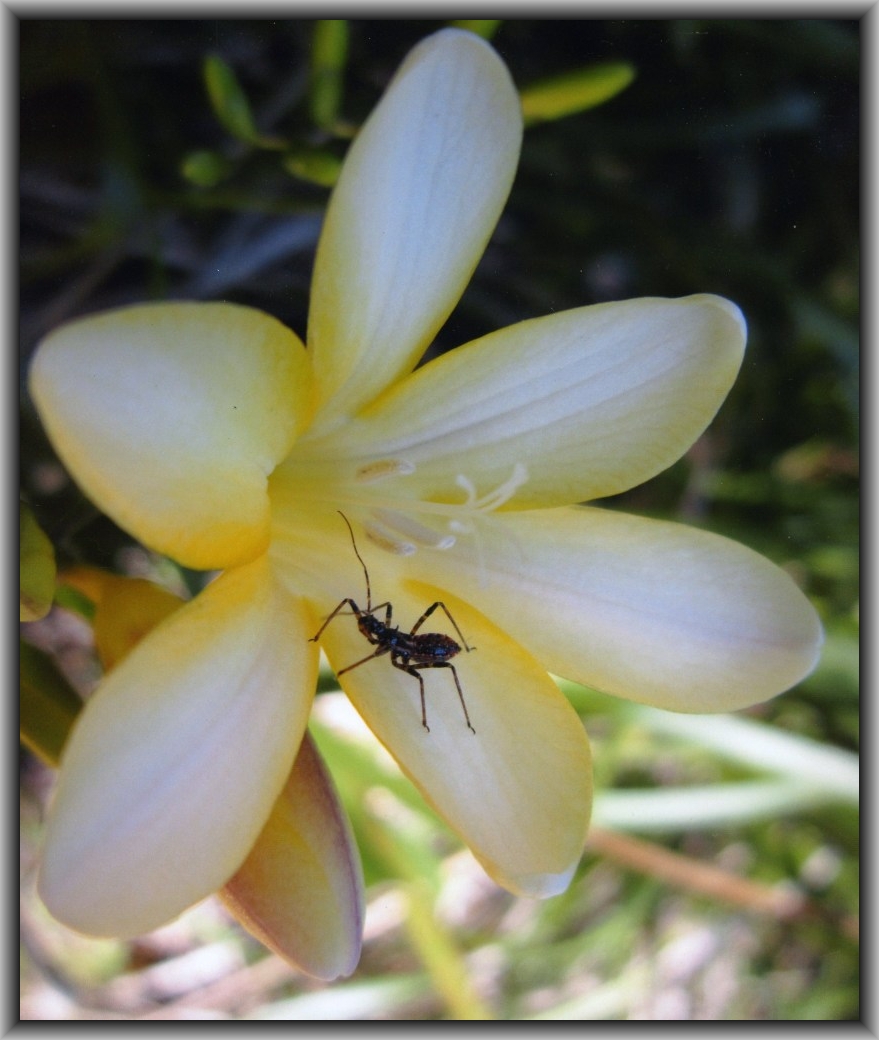 Highly Commended: Rosie Harrison, Canberra HS "Adventure"