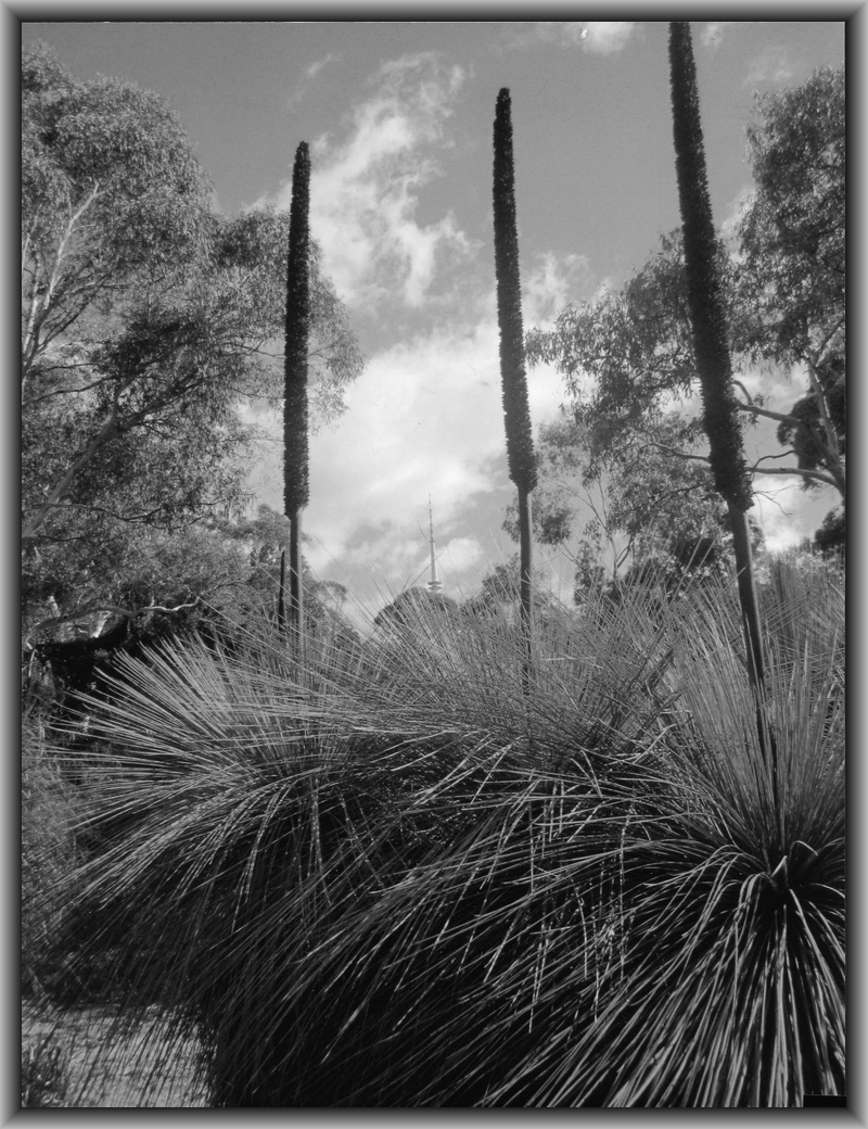 2nd Prize High school - Black & white Ingrid Dam, Canberra HS "Growing Towers"