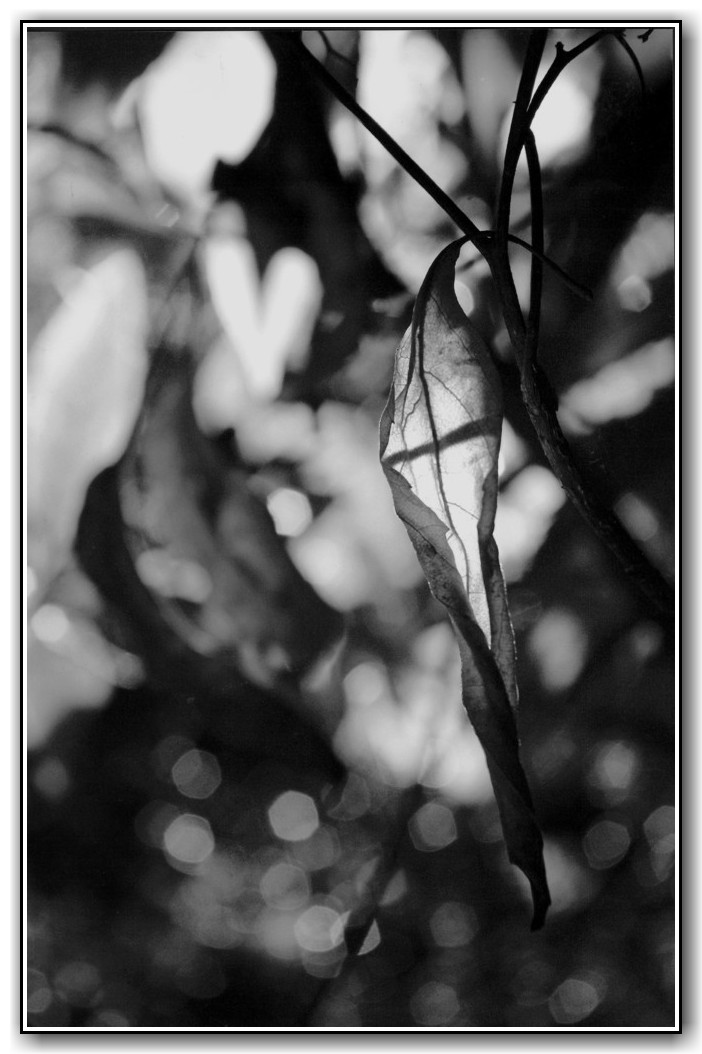 2nd Prize College Black and White Rick Lake, Canberra College "The Window Kite"