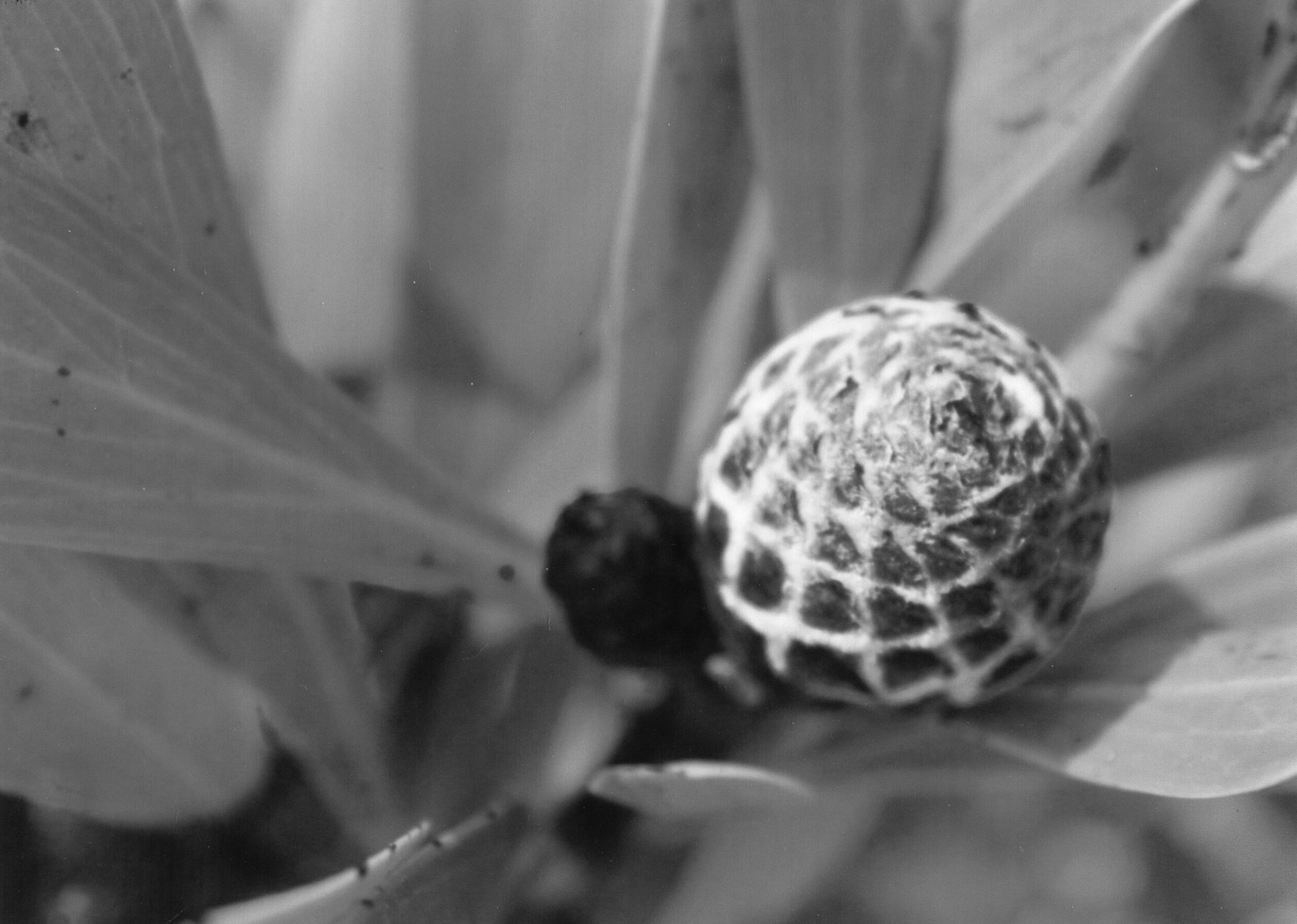 4th Secondary Monochrome Shell Isobelle Laing, Telopea Park School