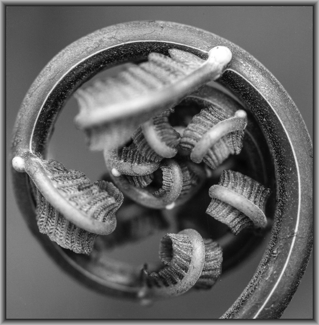 3rd Prize College - Black & white Robert Lawrence, Canberra College "Unfurling"