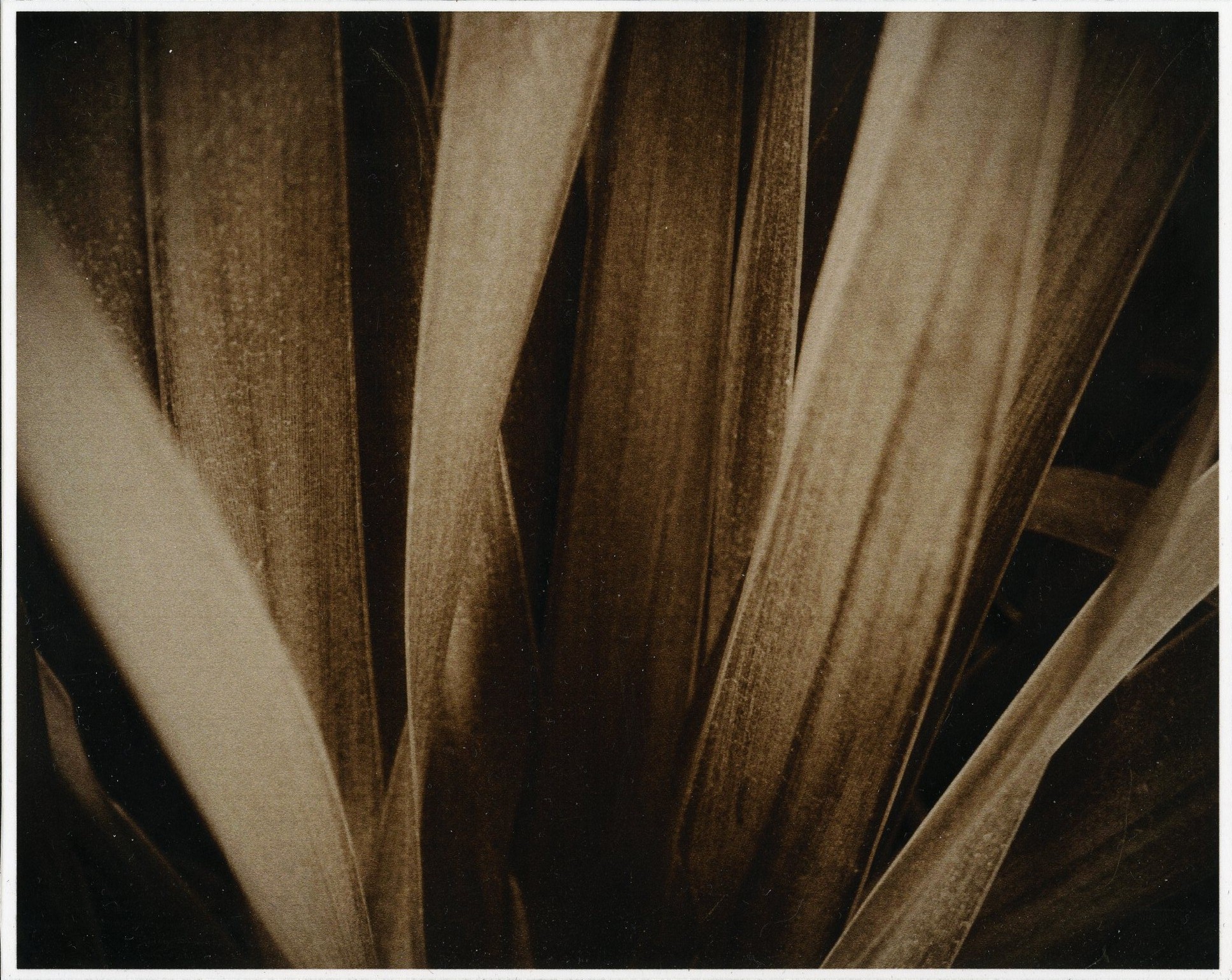 Commended High School - Black and White William Minter, Mount Stromlo High "Rising Blades"