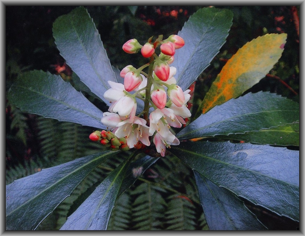 Commended: Jenny Lin, Canberra HS "The Bloomer"