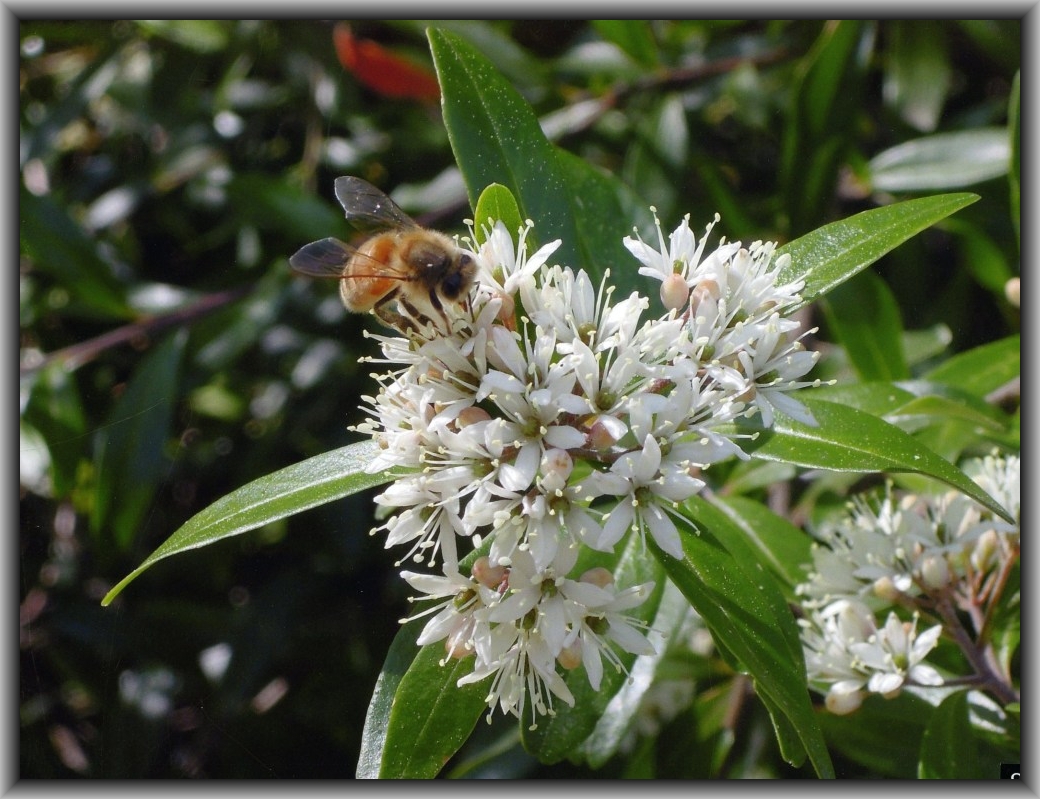 Third Prize: Ineka Voigt, Canberra HS "Bees at Work"