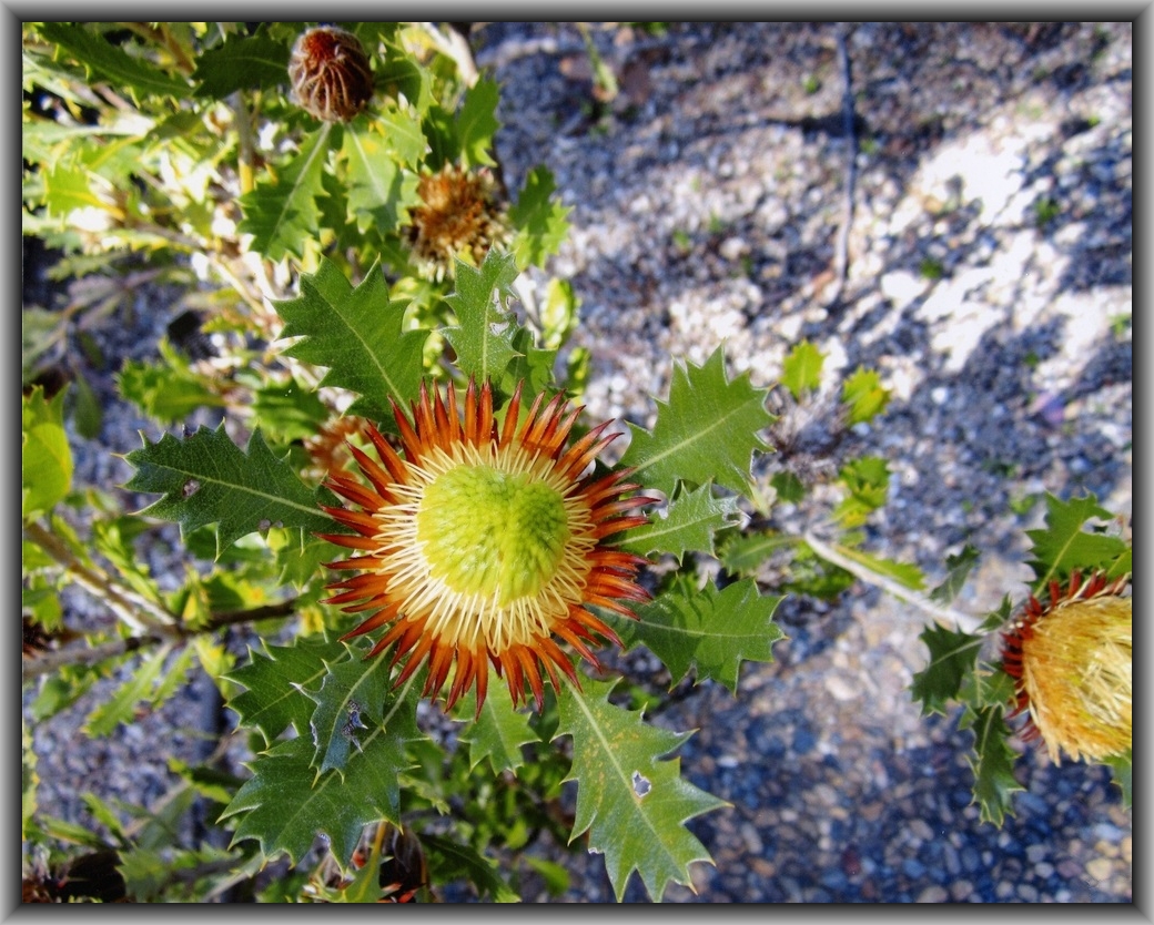 1st Prize High school - Colour Jenny Wang, Canberra HS "Bloom"
