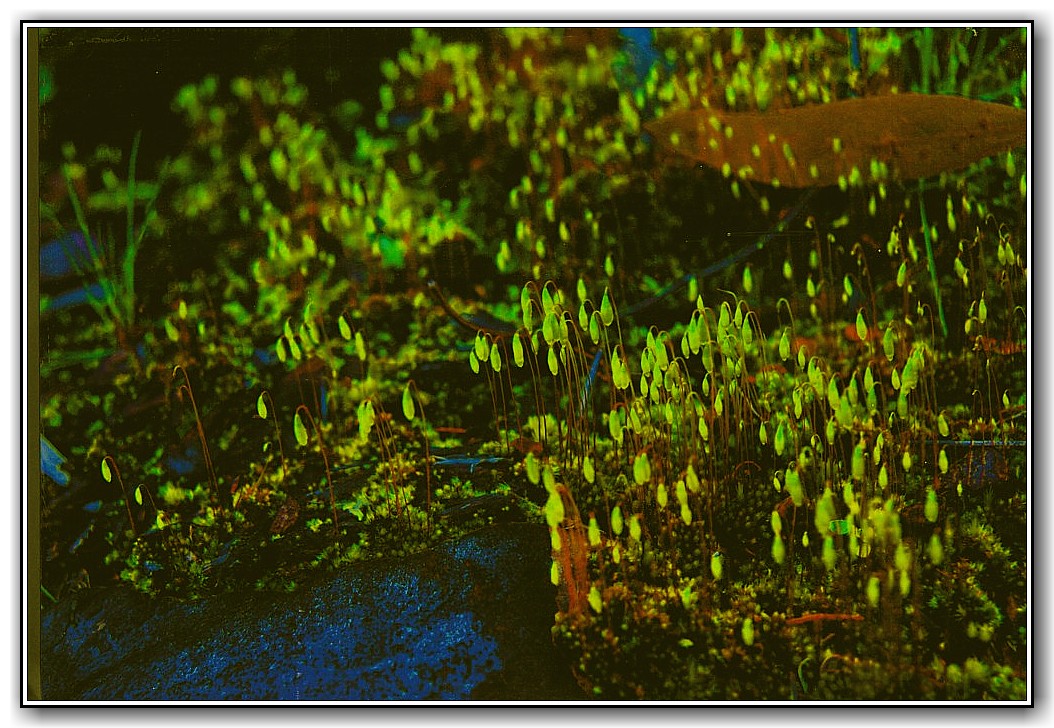 2nd Prize Open - Digital / Photographic Effects Josh Buckley, Canberra College "Imagine"