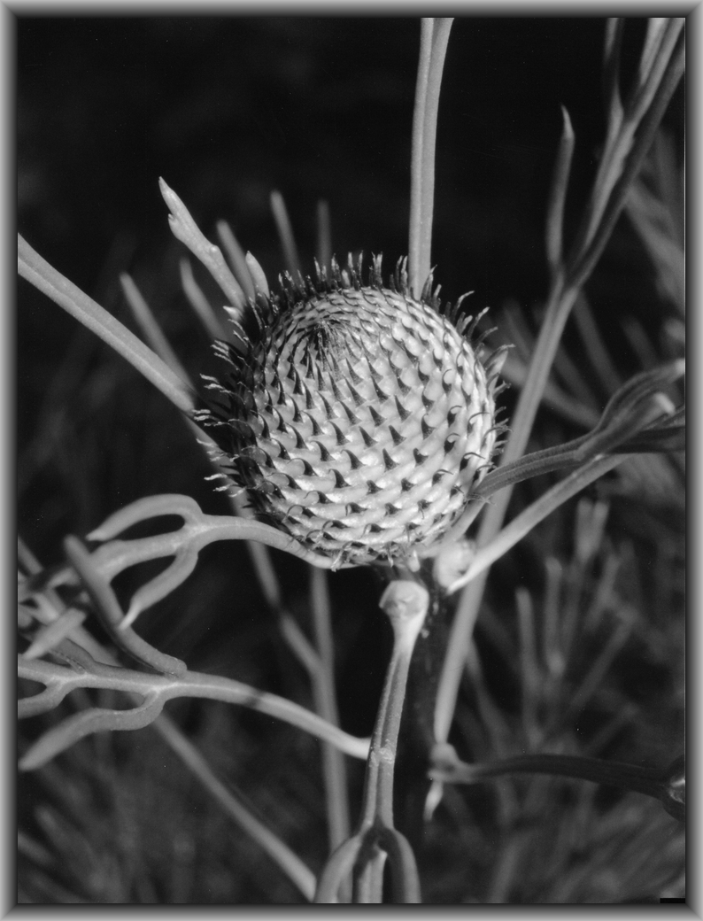 1st Prize College - Black & white Joshua Kay, U.C. Lake Ginninderra College "Spiked"
