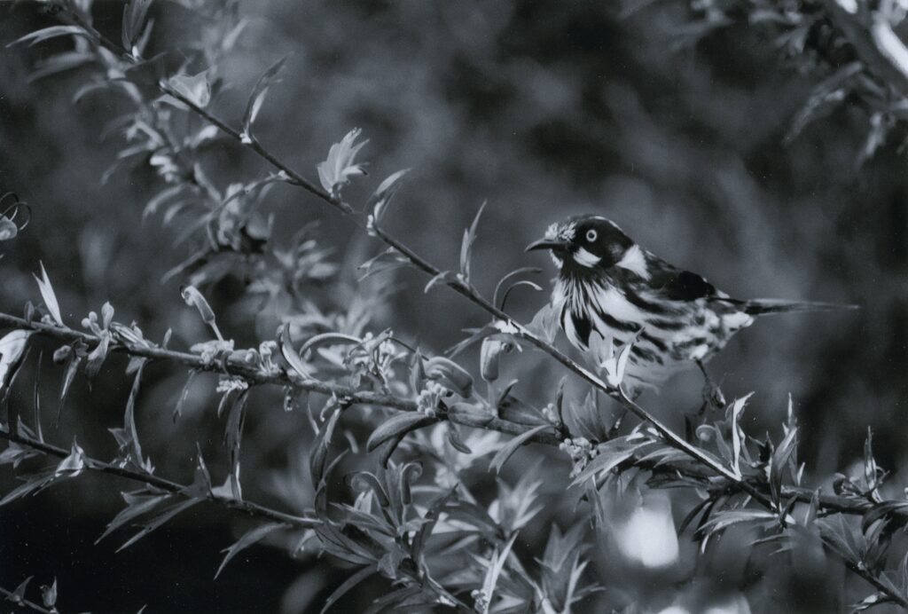 Wake Up With the Birds