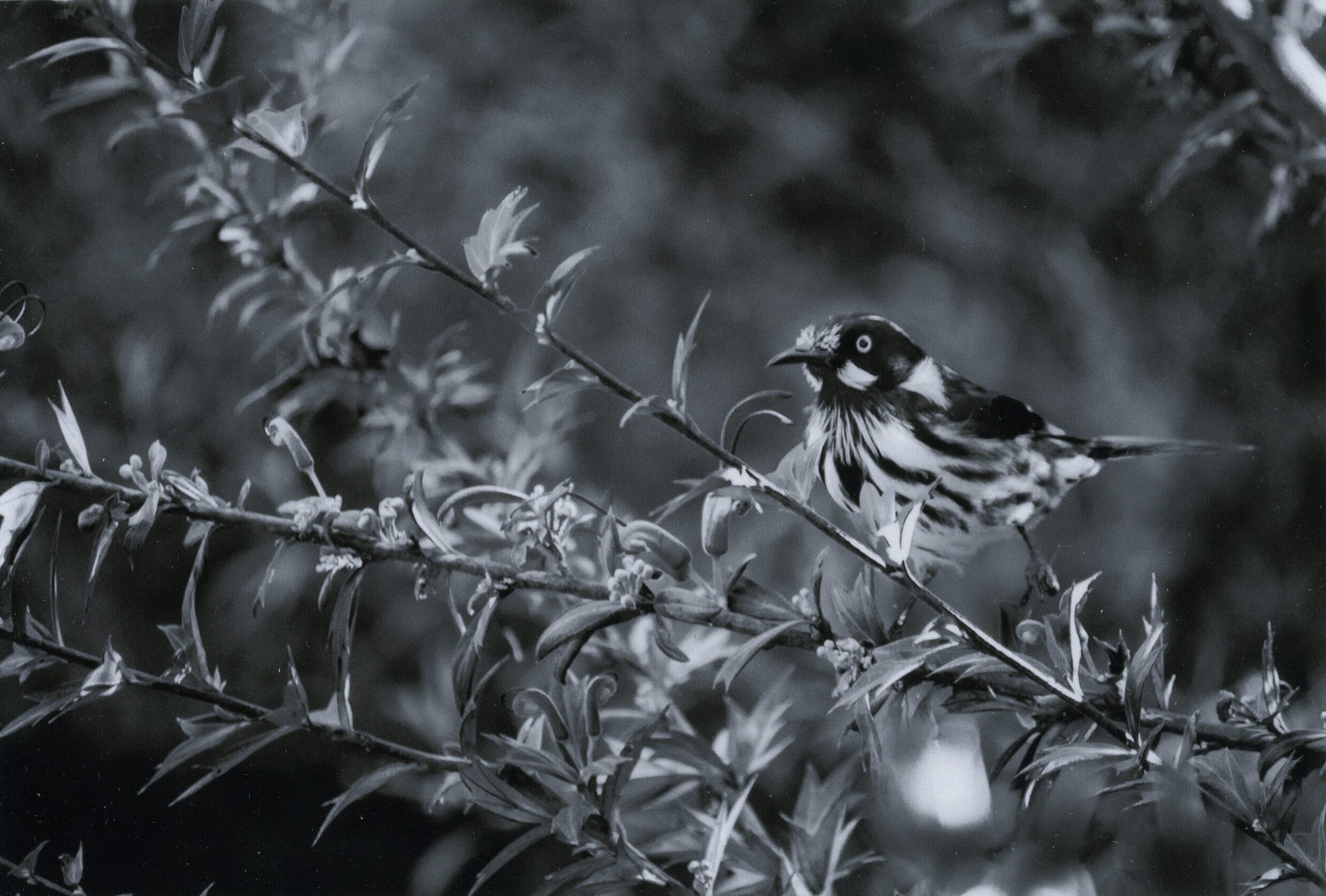 1st Secondary Monochrome Bird Ky Trotter, Canberra College