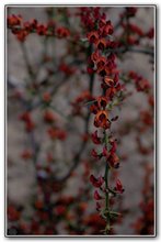 1st "Fire in the Petals" Harriet Slee, Canberra College