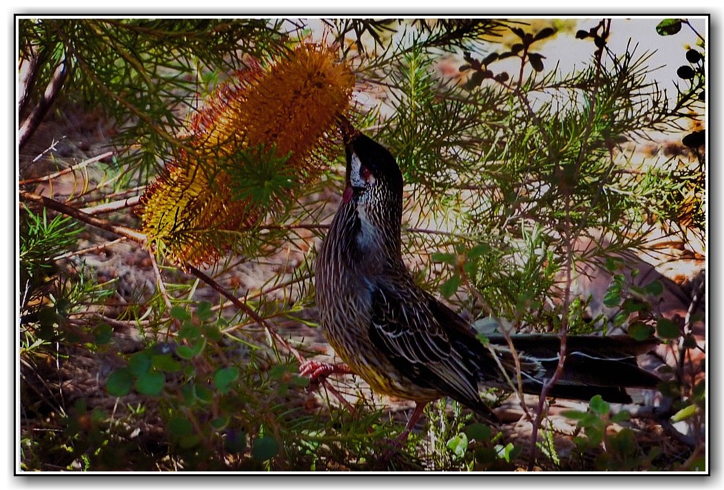 3rd Prize College Colour Elena Sanchez, Erindale College "A Hungry Eater"