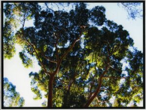 Highly Commended High School - Colour Ashleigh Scammell, Mount Stromlo High "Green Tree"