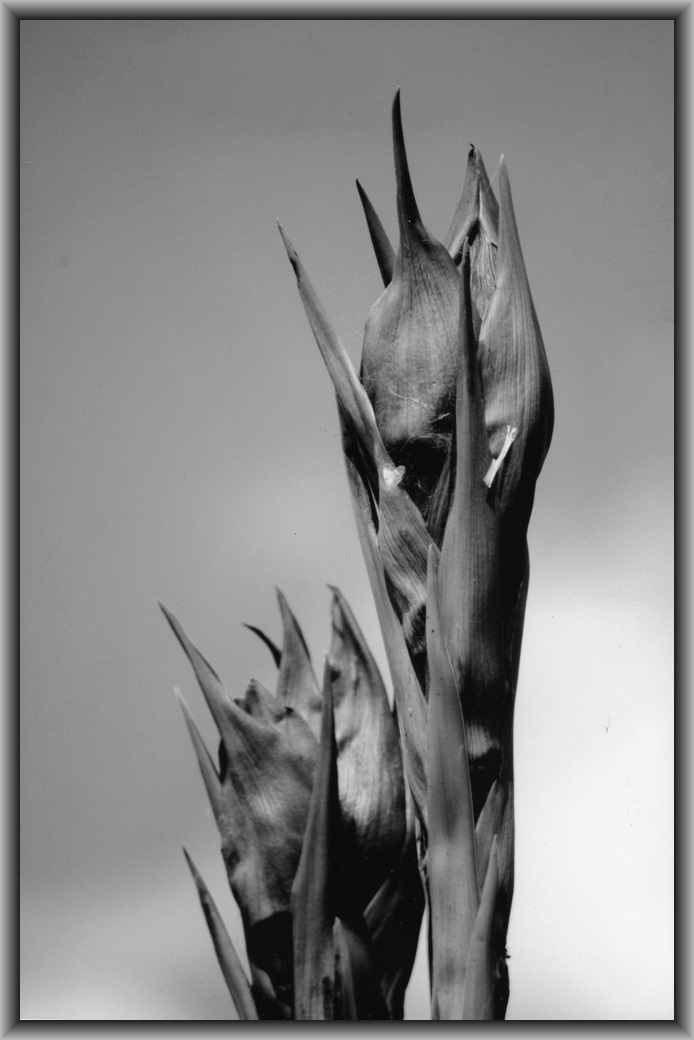 Highly Commended College - Black & white Joshua Kay, U.C. Lake Ginninderra College "Reaching Out"