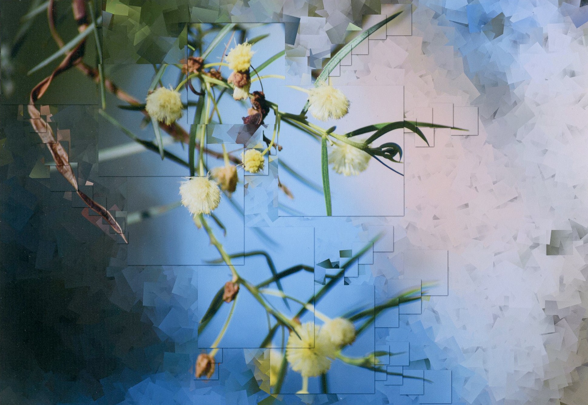 1st Prize Altered images Alexei Salpeter, Canberra College "Wattle Cubism"