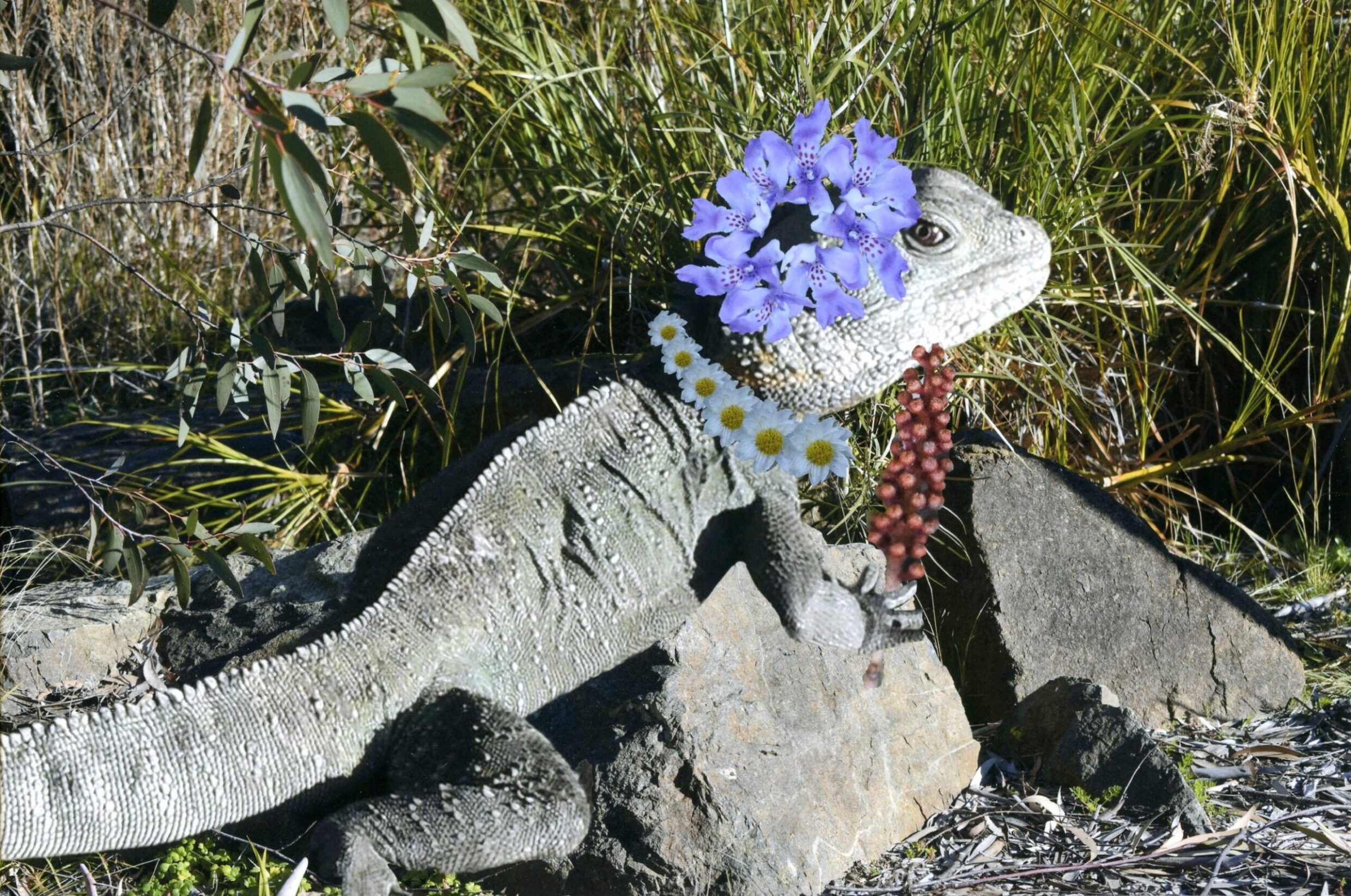 5th Prize Altered images Jacinta Jackson, UCSSC Lake Ginninderra "Imma Queen"