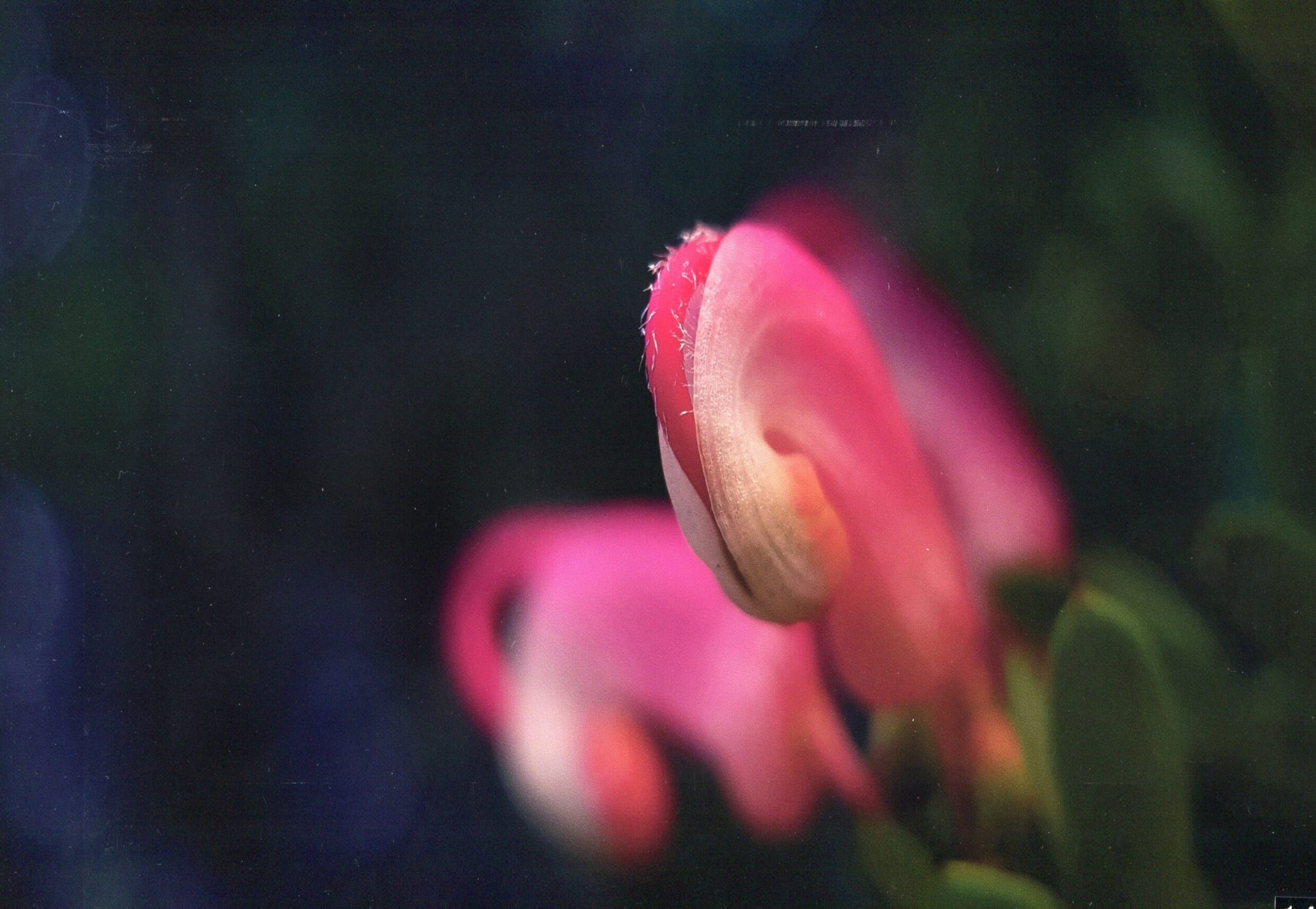 4th Prize Altered Reality Ted Pearson, Dickson College "Sprout Opening"