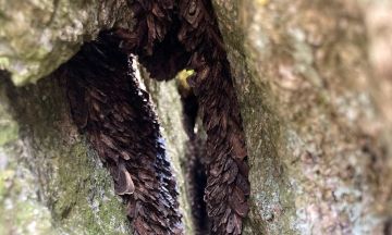 Bogong Moths (Peter Caley 2023)