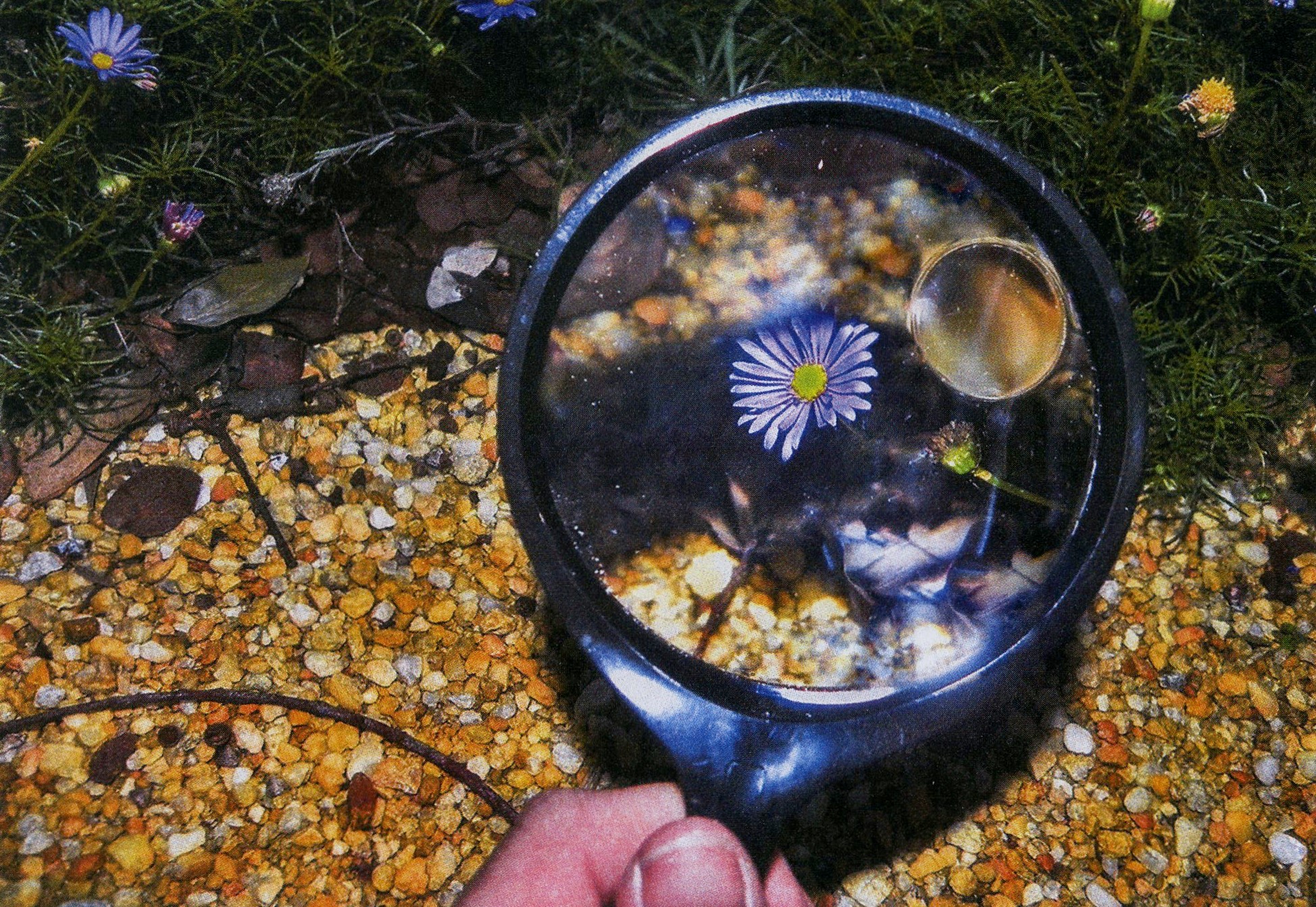 1st Prize Colour Amanda Joyner, Canberra College "The Garden in Zoom"