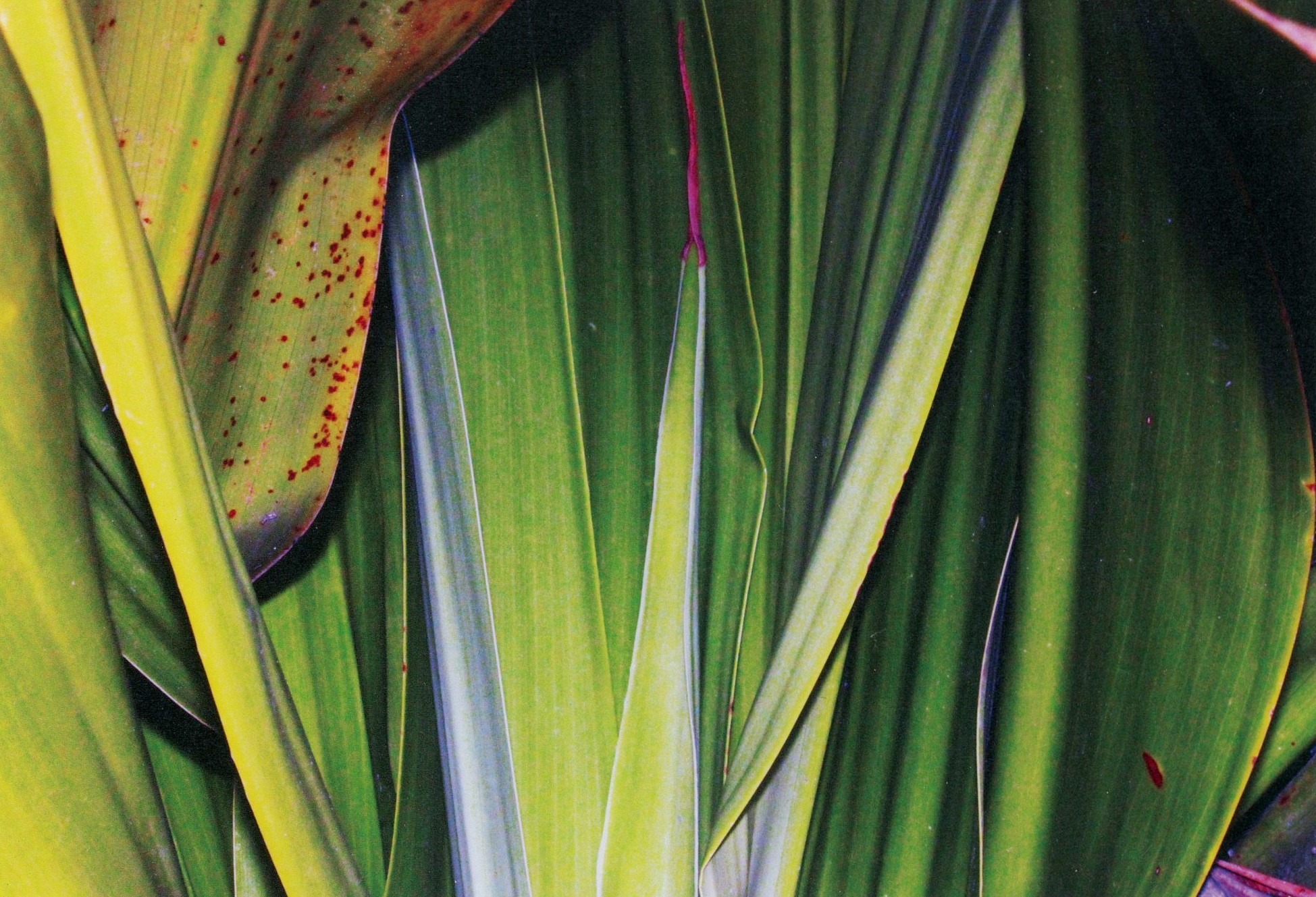 3rd Prize Colour Harry Egerton, Canberra College "Leaves"