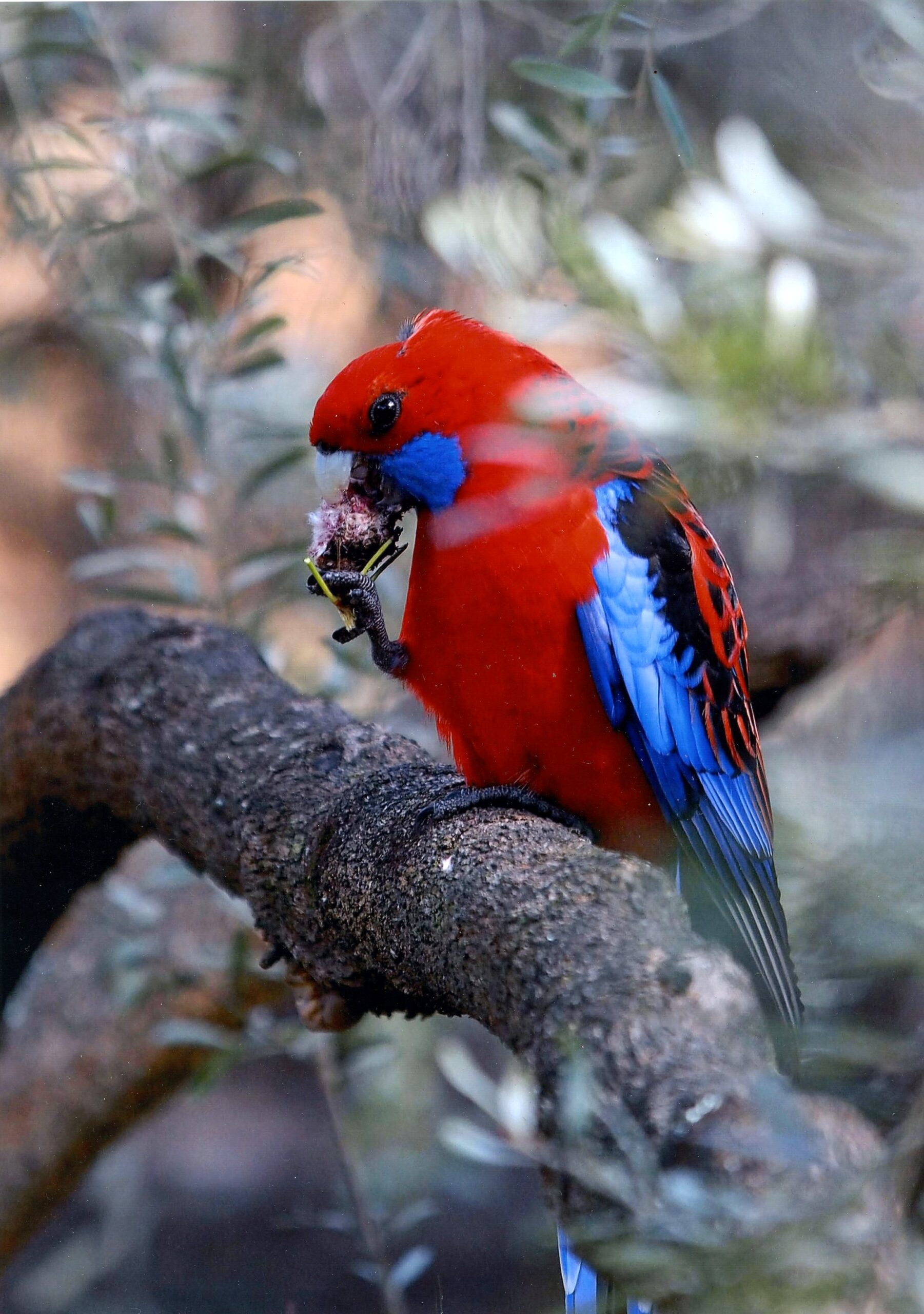4th Prize Colour Jeremy Markwick, Mt Stromlo High School "Late Lunch"