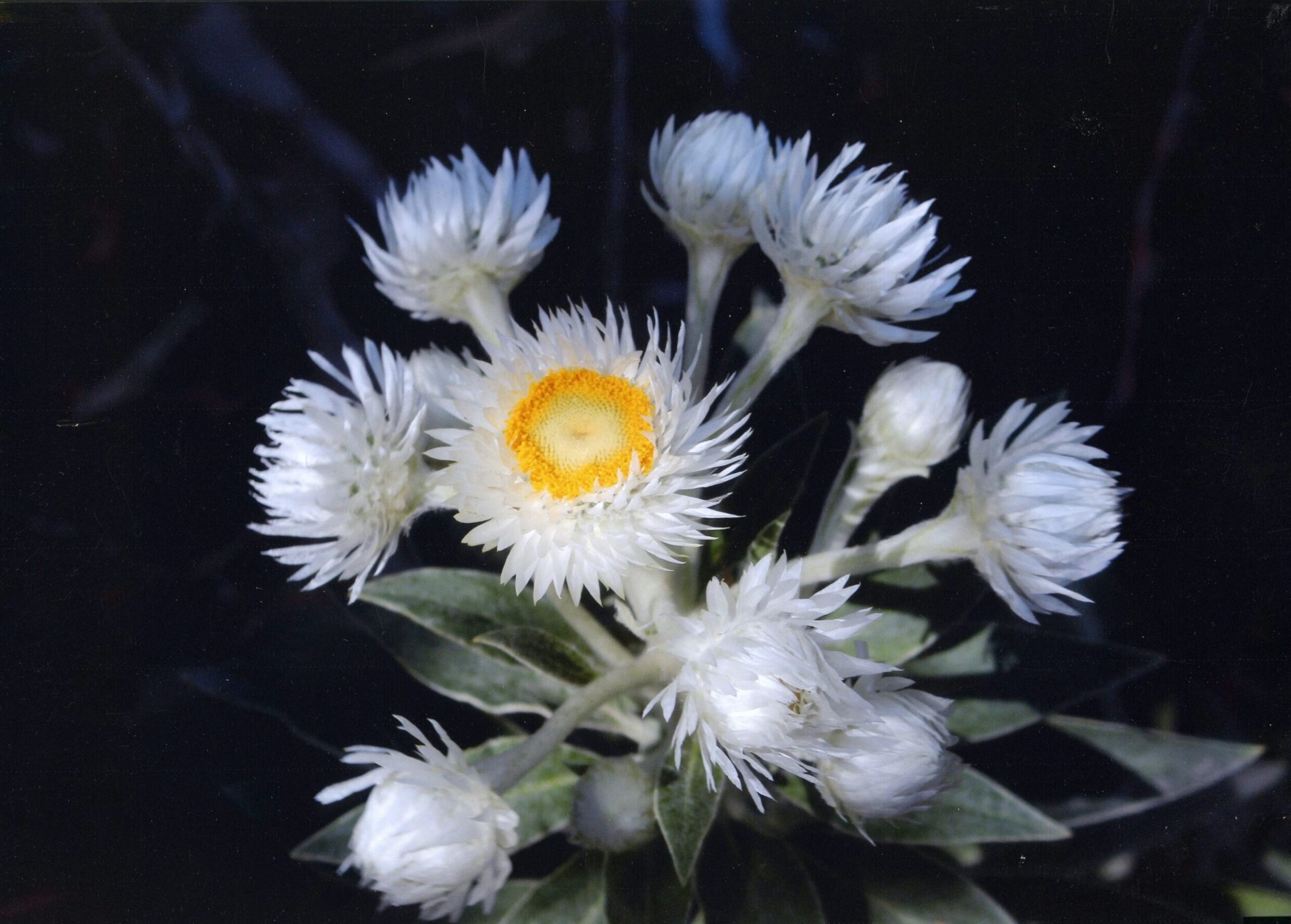 5th Prize Colour Saskia Shepherd, Canberra High School "Allure"