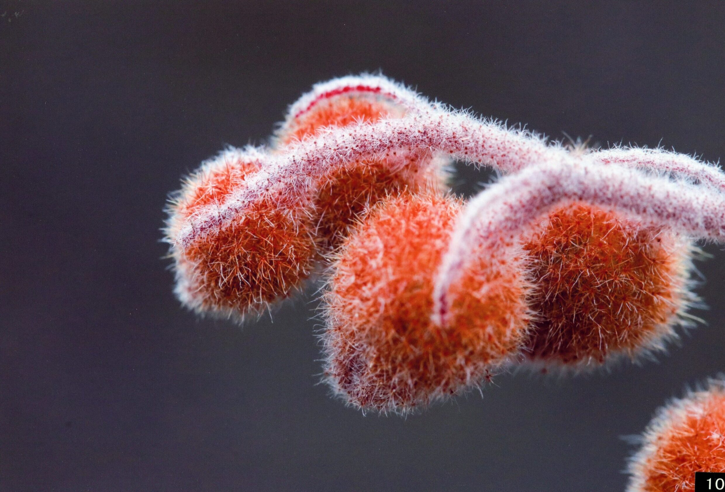 1st Prize Colour Amy Jones, Erindale College "Fuzz Berry"