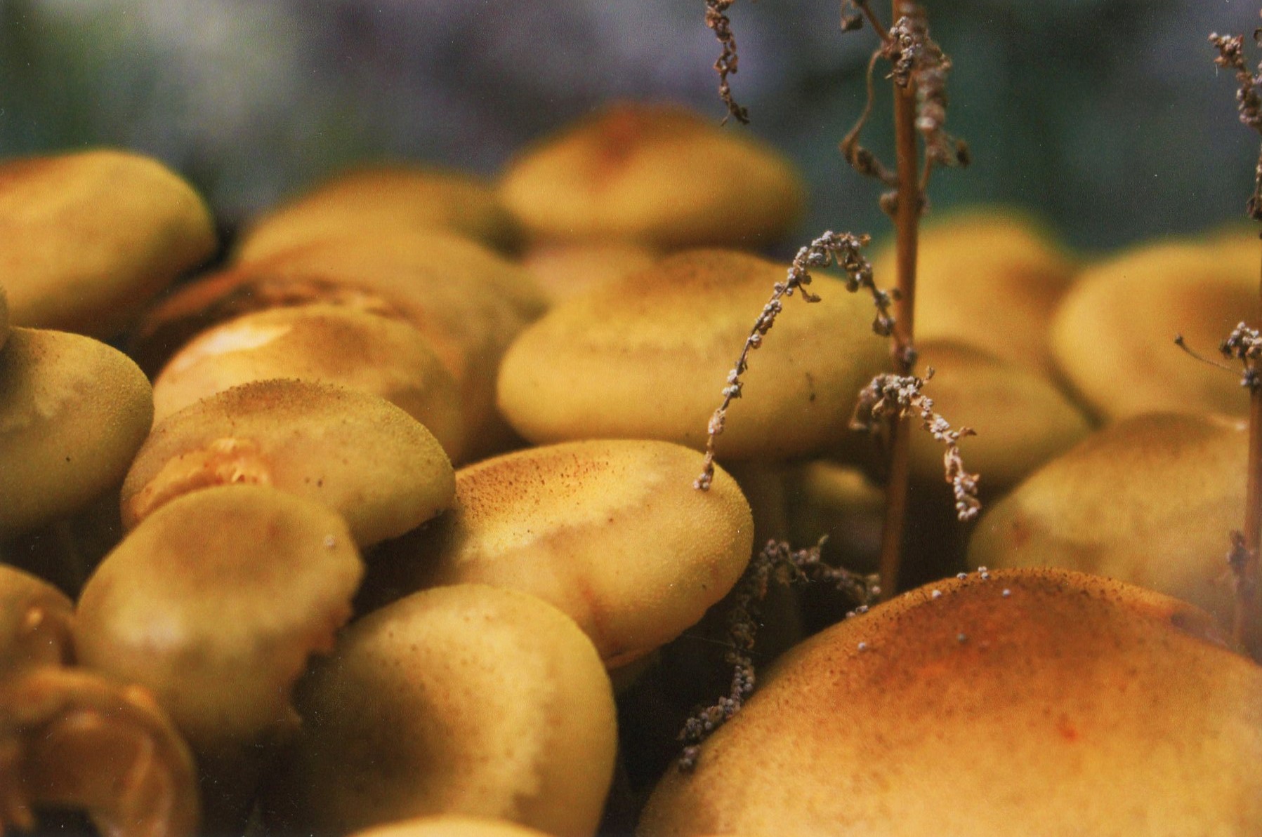 2nd Prize Colour Tyson Pottenger, Canberra College "Kingdom"