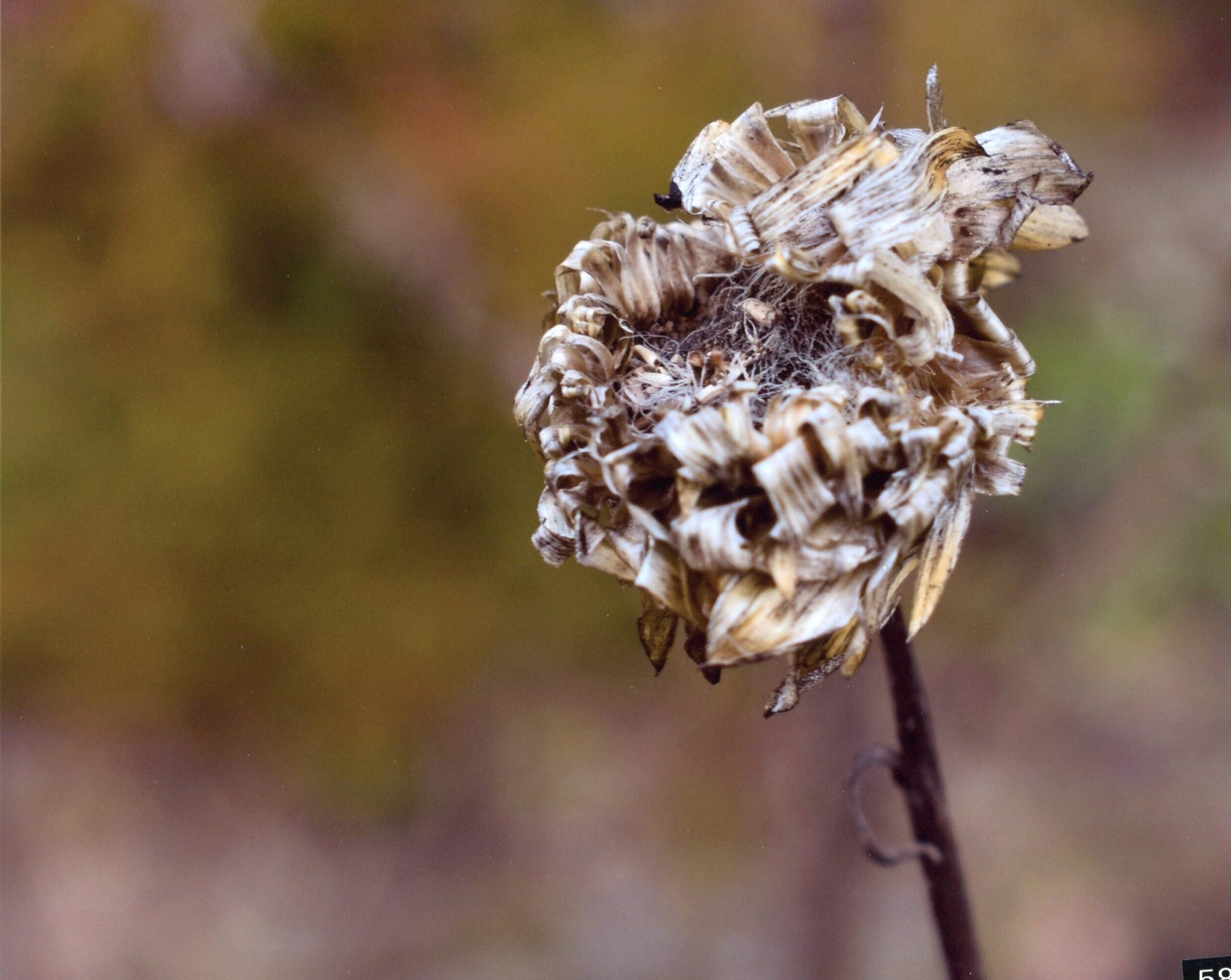 3rd Prize Colour Manon Ronda, Canberra High "Dead Winter"