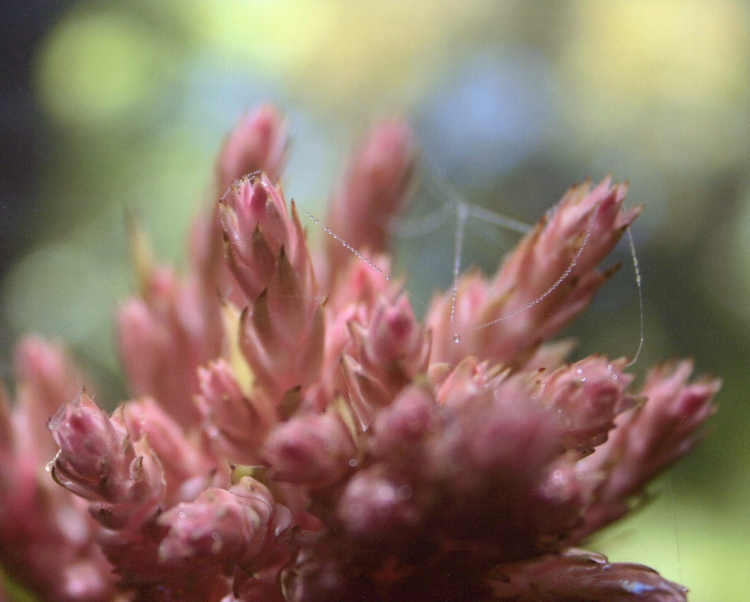 4th Prize Colour Hannah McGee, Mary MacKillop College "Pink Haze"
