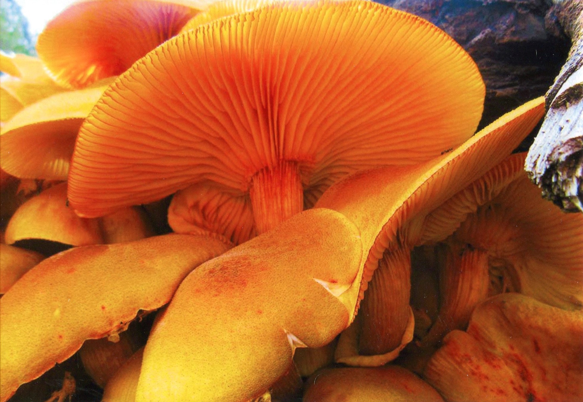 5th Prize Colour Remy Elliot, Canberra College "Fluidity"