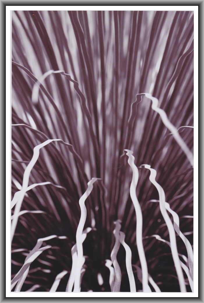 First Prize: Sara Lucic, Erindale College "Fern fingers"