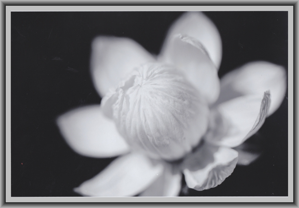 Second Prize: Nik Skinner, Canberra College "Luminous"