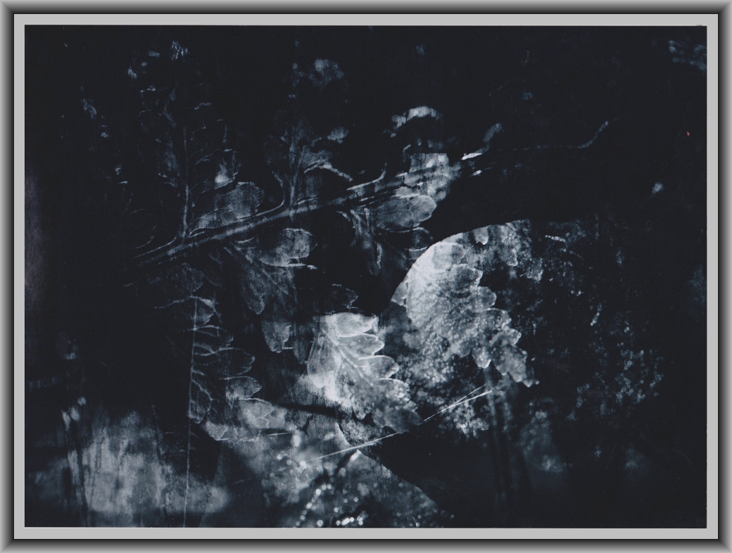 Third Prize: Courtney Mahon, St. Clare's College "Patterns of nature"