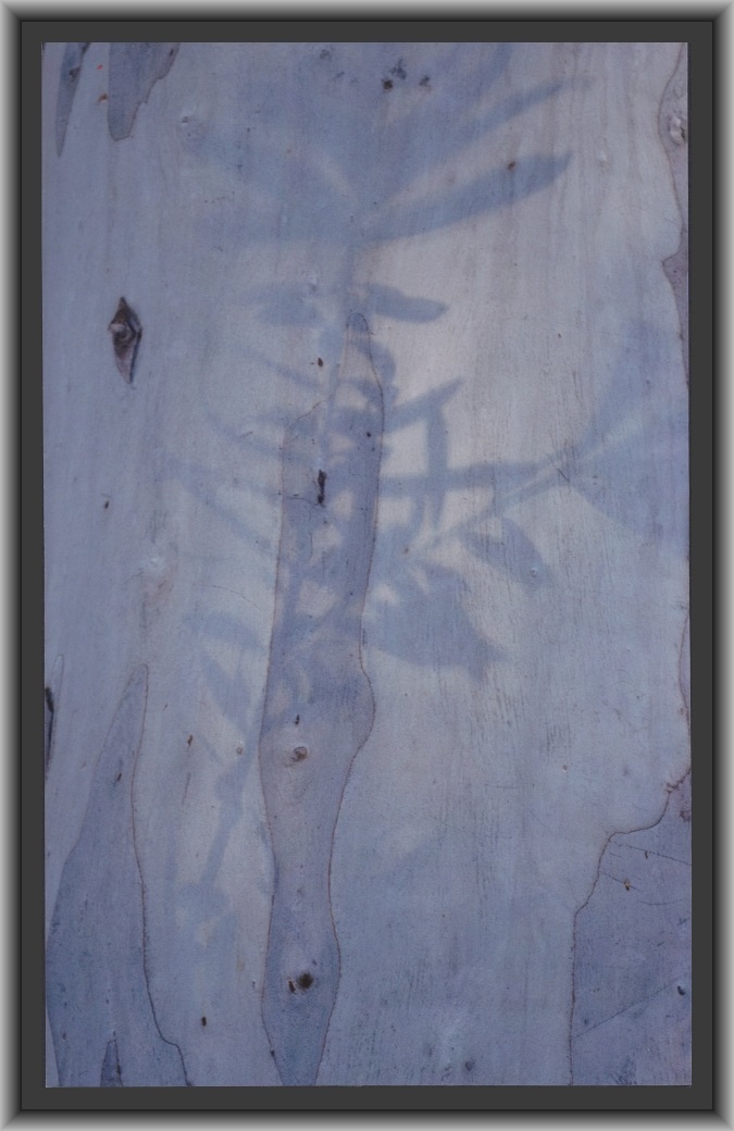 First Prize: College Colour Kira Dowling, Dickson College "Reflection in silver"