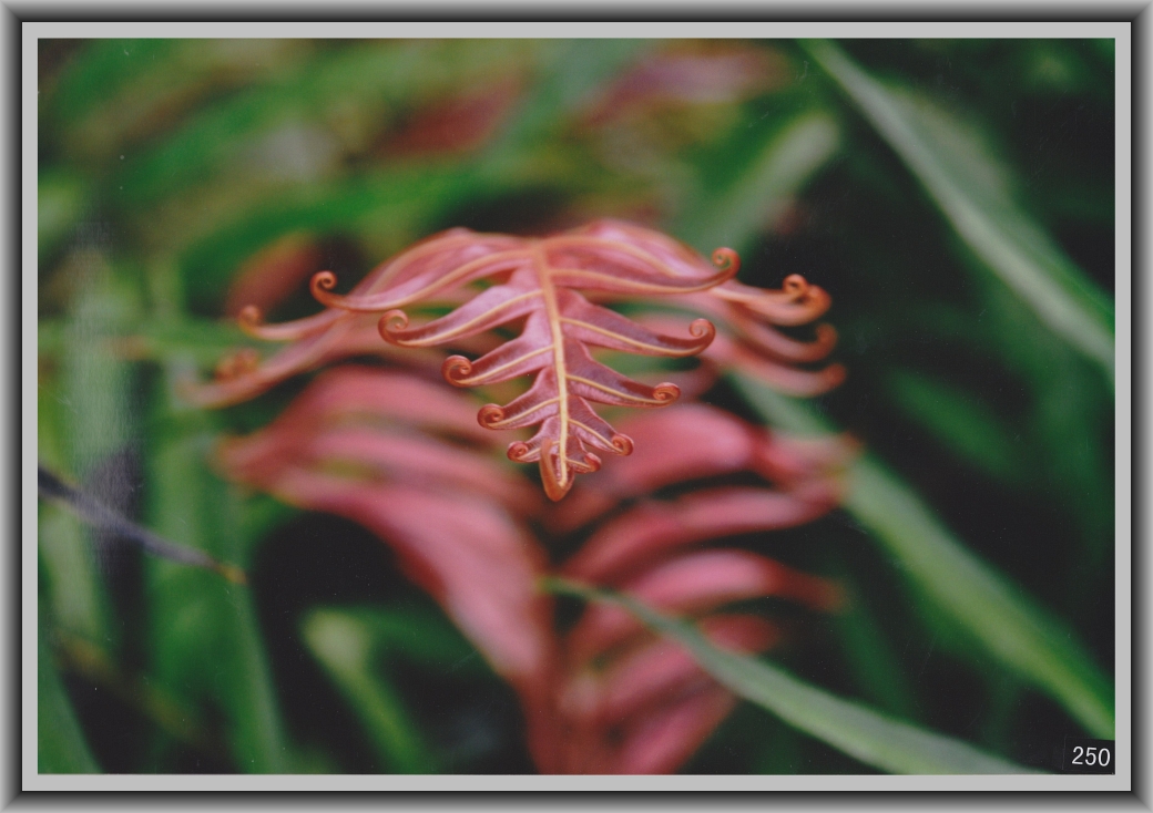 Second Prize: Jessica Nguyen, Canberra College "The curl"