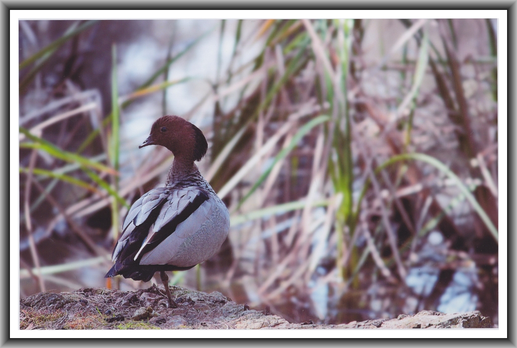 Third Prize:: Naomi Boswell, Erindale College "Poor lonely duck"