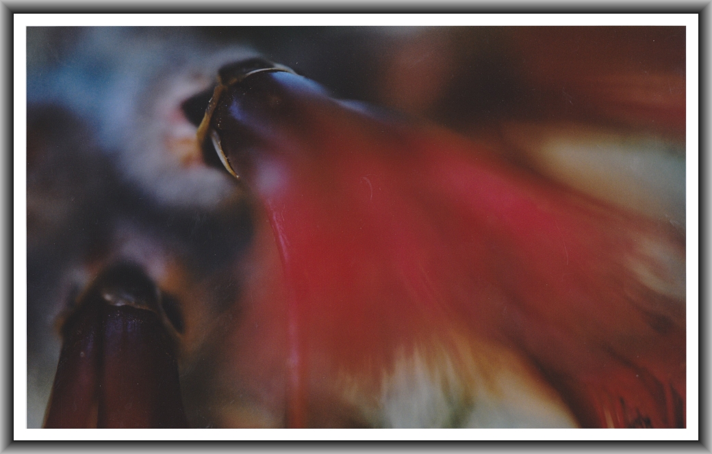 Highly Commended: Nik Skinner, Canberra College "Gum blossom"