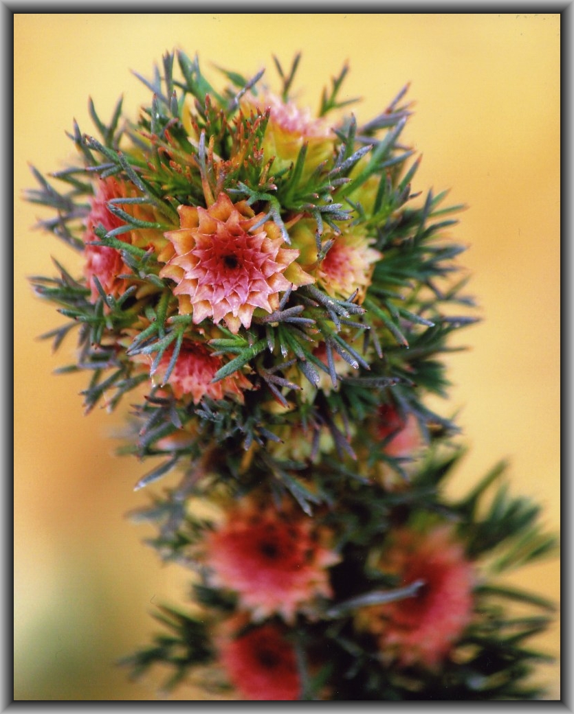 First Prize Winner: Darcey Lewis, St Clare's College "Flora Beauty"