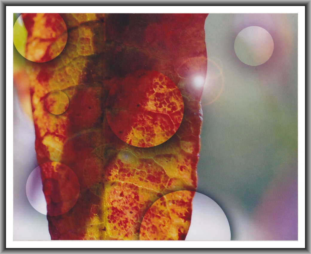 First Prize: Courtney Mahon, St. Clare's College "Circles upon circles"