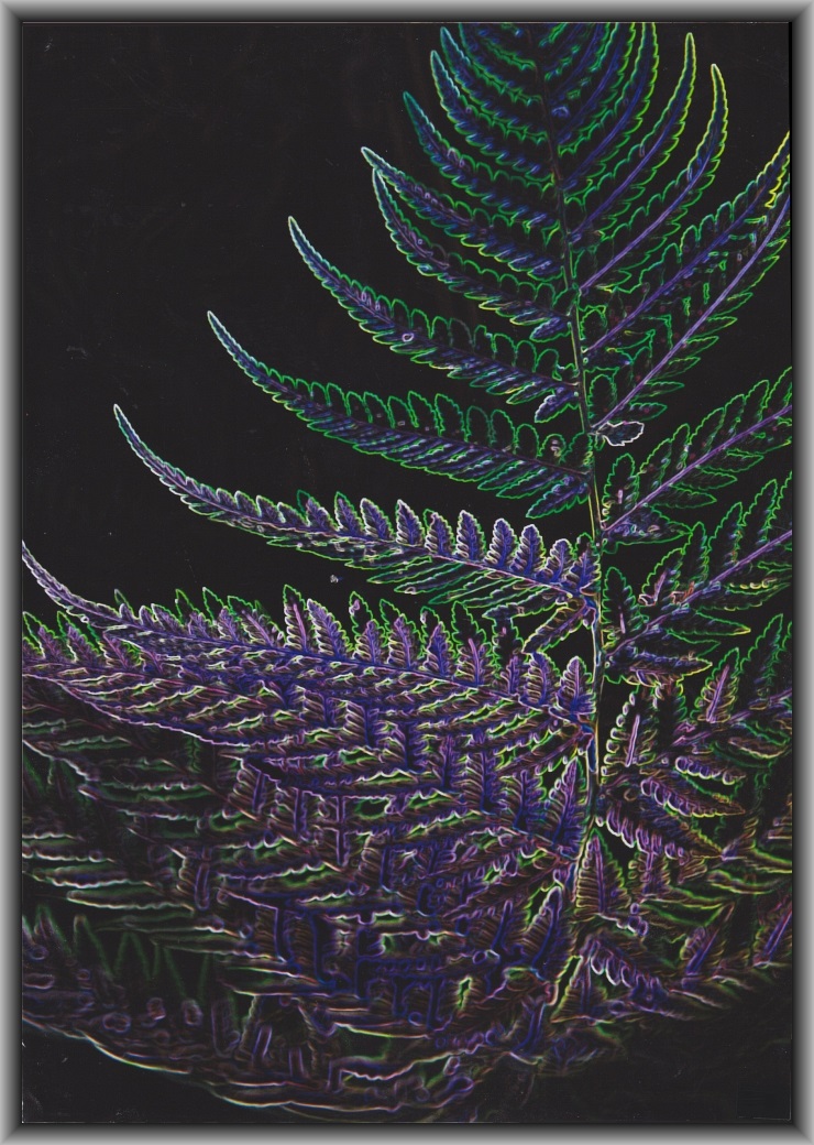 Third Prize: Tooba Faridi, Canberra College "The odd leaf"