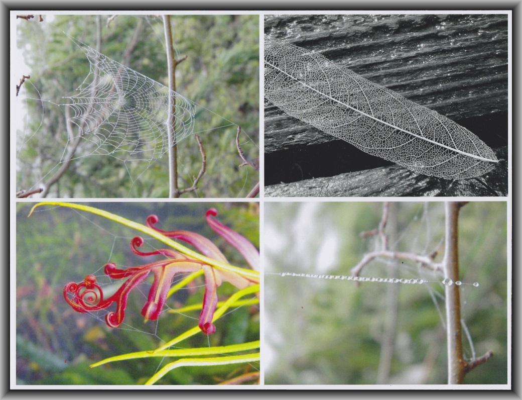 Highly Commended: Alex Williams, Canberra High School "Web of life"